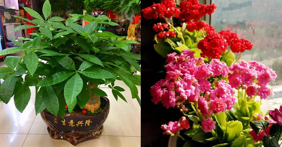客廳最旺宅的6種花，一種比一種好養，一棵比一棵好看