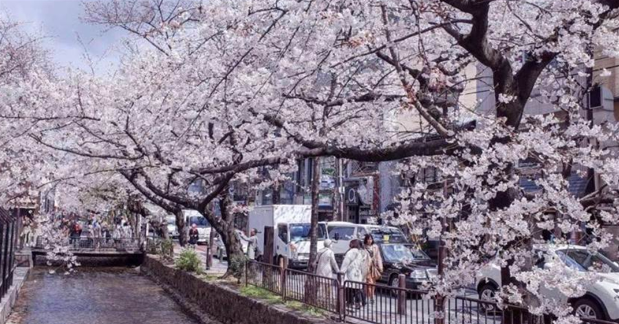我在京都，攢下一整個春日的絕美櫻色送給你