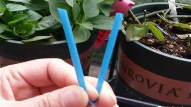 你家有用完的吸管嗎？剪一剪放在花盆裡，葉片油綠蹭蹭長，太棒了