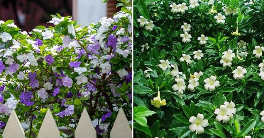 5種花，名字雖然叫「茉莉」，卻都不是茉莉花，你家養過幾種？