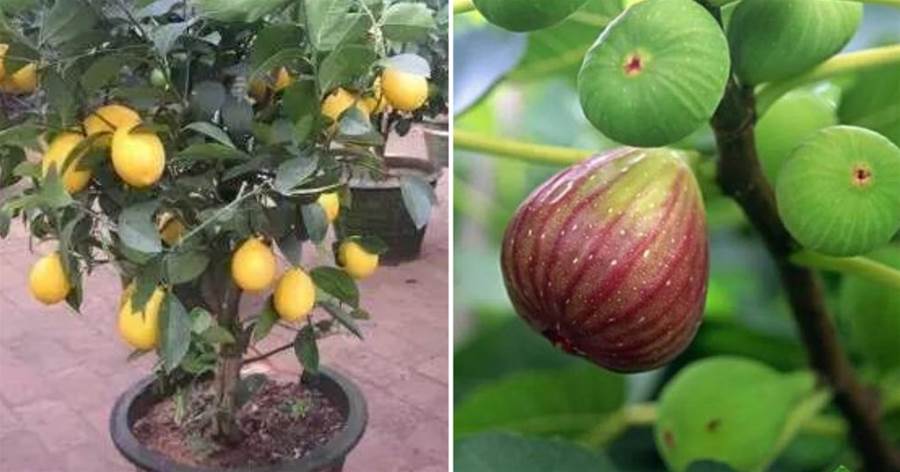 盆栽水果，就選這3種，年年都有吃不完的「果實」，樹美果大豐產好