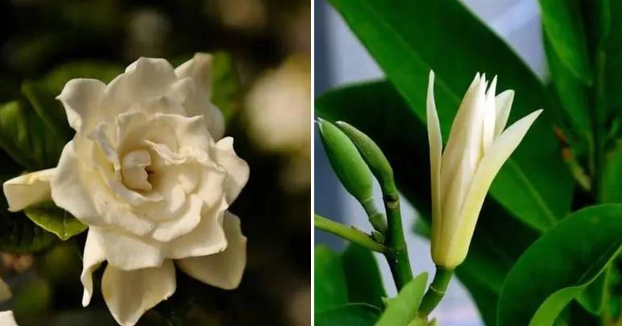 不適合室內養的5種花草，入手要謹慎，沒有露養條件白花錢