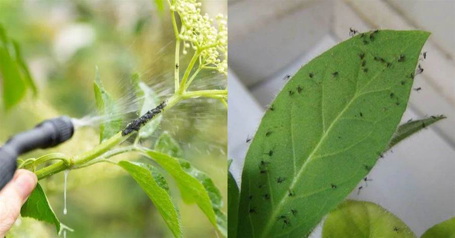 養花總生蟲？4個「狠方法」，殺滅蚜蟲紅蜘蛛，養花一級棒，花兒越養越旺