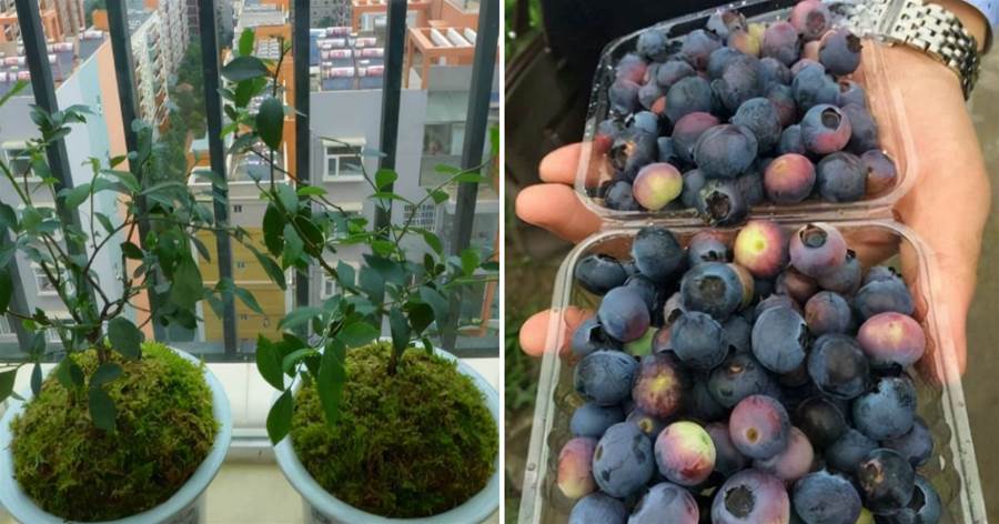 想吃藍莓不用買，陽臺種藍莓，一棵「結十斤」，種一次年年都有吃不完得果實