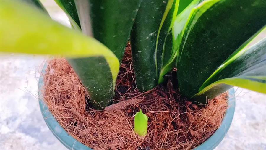 養虎皮蘭，掌握好「溫度」很關鍵，學會這樣養，小芽冒不停