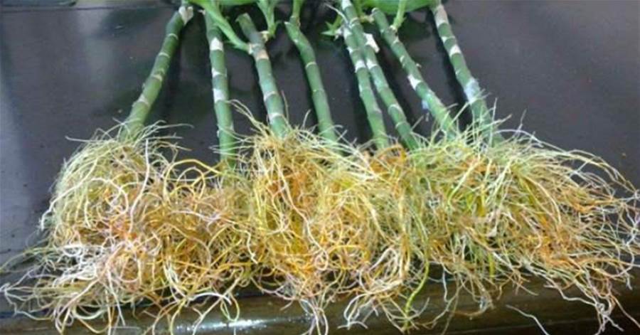 教你2分鐘自製神奇生根水，比生根劑還管用，花卉蹭蹭瘋長，不花一分錢