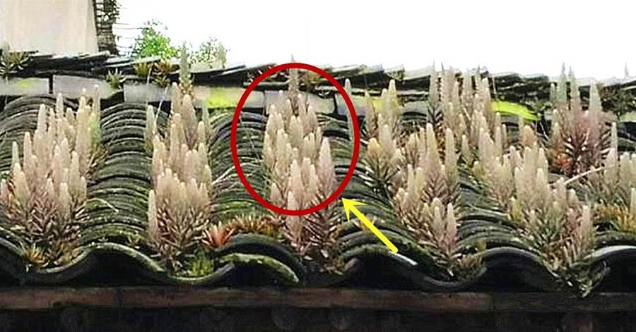 長在房頂的「小野草」，價值很珍貴，看到別拔，拔1棵少1棵