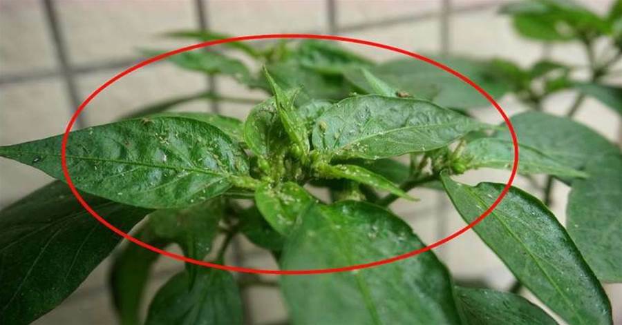 植物上的蚜蟲不管有多少，學會這招，一噴就滅，環保又省錢