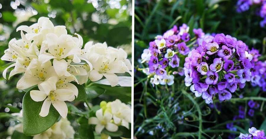 8種「香水花」，妖嬈又豔麗，家裡養一盆，比香水都好聞