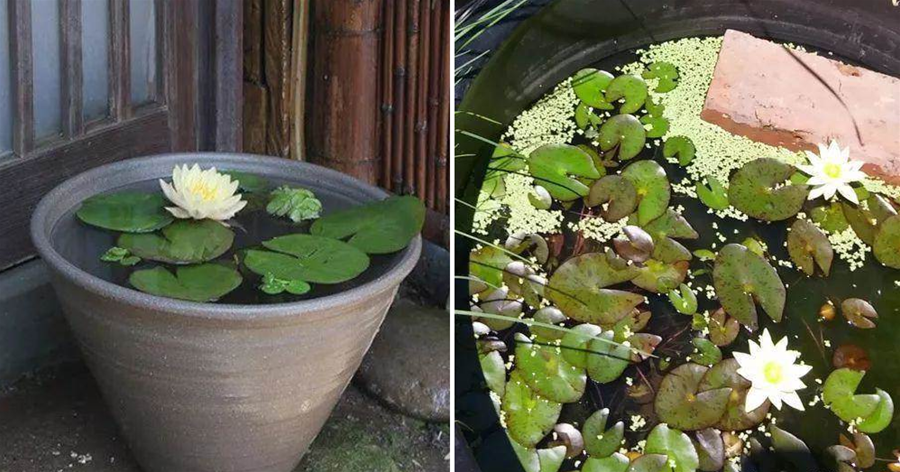 家裡有水缸一定要養顆「睡蓮」，不需要照顧，比盆栽花草還簡單，漂亮又旺家