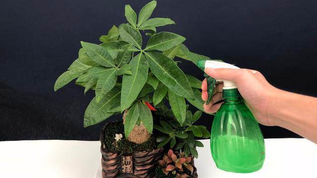 澆花水里加一點，3年不黃葉不爛根，花肥都不用買了，開花爆盆，省錢又實用