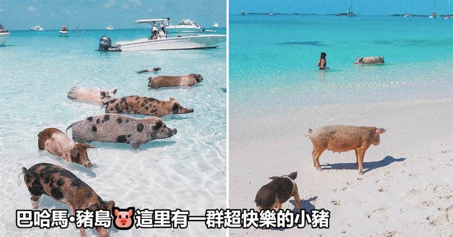 「巴哈馬」群島上的粉色沙灘，還有住著一群幸福小豬的「豬島」島上小豬有美女作伴，日常生活羨煞旁人！