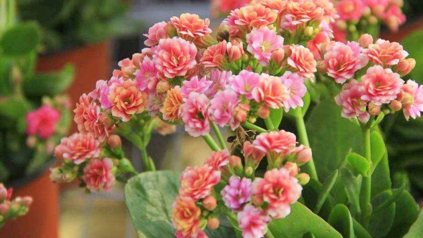 夏天養長壽花，喝點「催花神水」，葉片肥得「出油」，花朵擠滿盆，開成大花樹