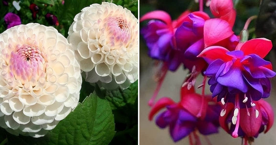5種「霸氣花」，壯麗像牡丹，家里種一盆，開花能開小半年