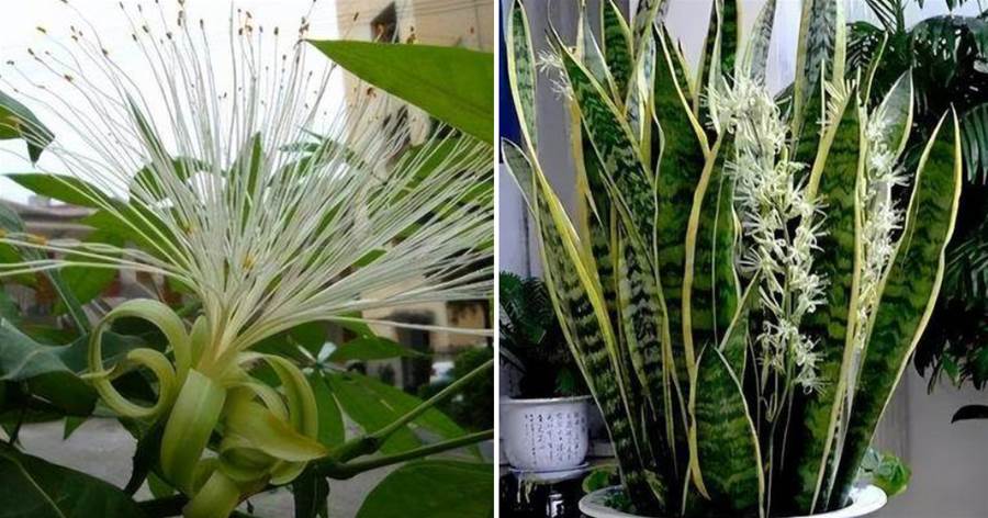 老人說，家養3種花，輕易不開花，一開花就是「好兆頭」
