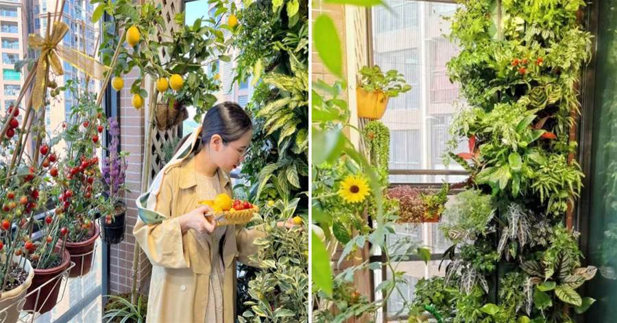 深圳一女子曬出「自家陽臺」，綠植遍布，瓜果飄香，又溫暖又治愈
