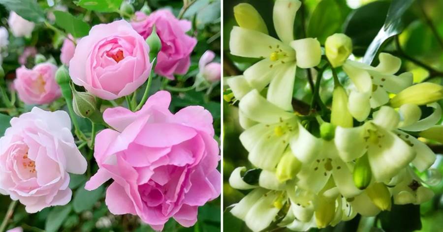 18種「最香」的經典名花，院子里種一棵，滿院飄香，又美又香超贊