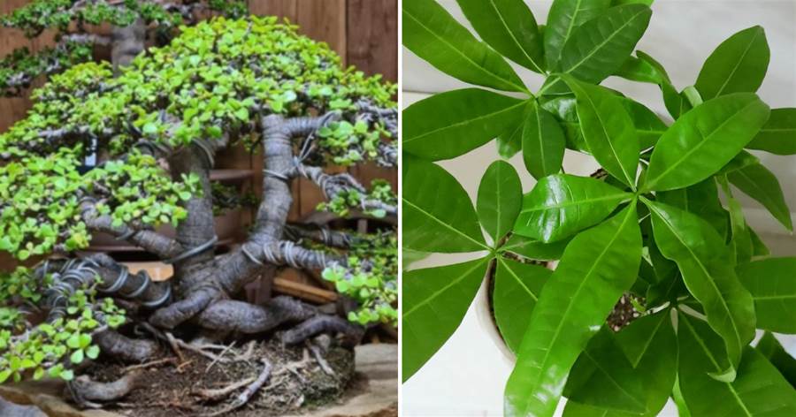 這3種植物可塑性強又皮實，易成老樁，香氣濃郁，越養越「貴氣」