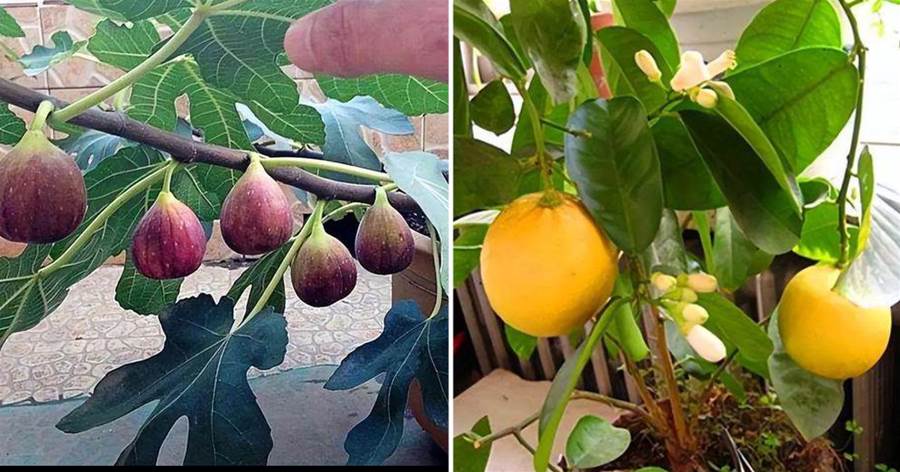 陽臺也能養「果樹」，這3種最合適，好養愛結果，比養花強多了