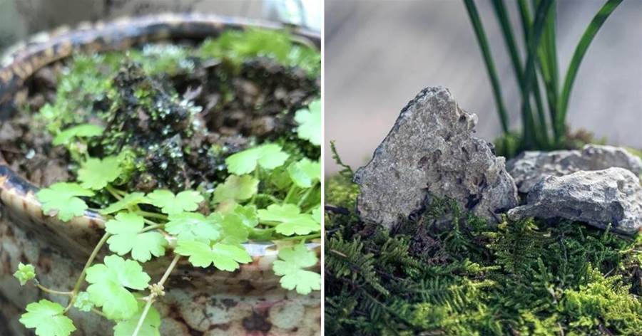 5種野花野草別小瞧，拿來當「襯盆草」效果好，幫助盆栽易養護，花草越長越漂亮