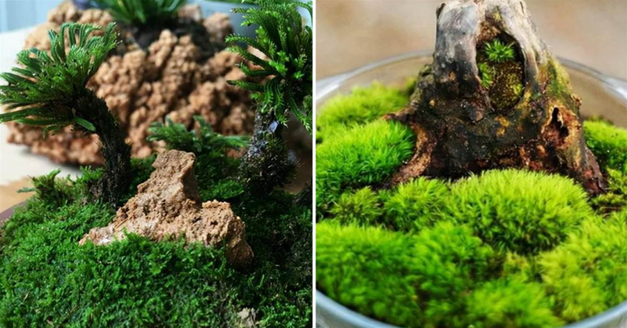 野外遇到6種「野草」別錯過，帶回家養成「小盆景」，擺在桌面清新又好看
