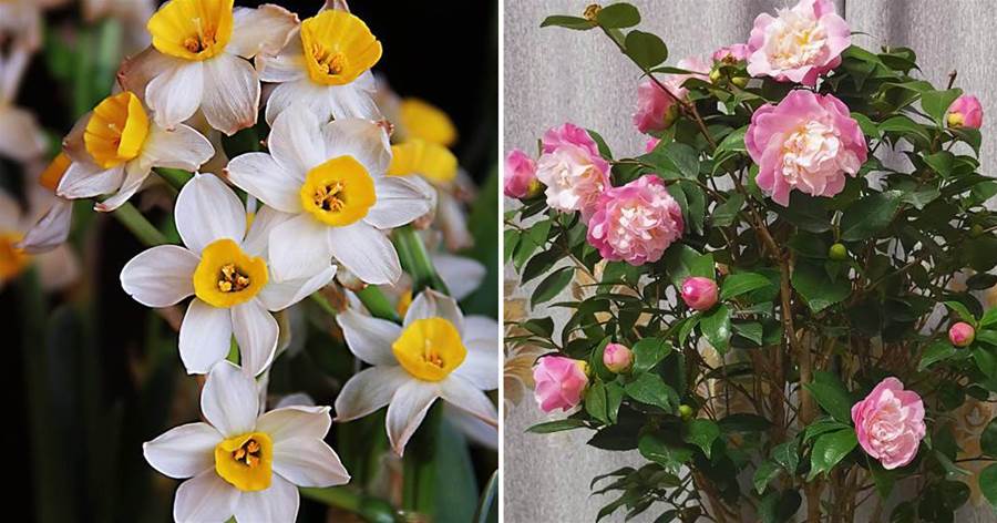 5種「香水花」，如果你喜歡香水味，肯定會迷上它們，太香了