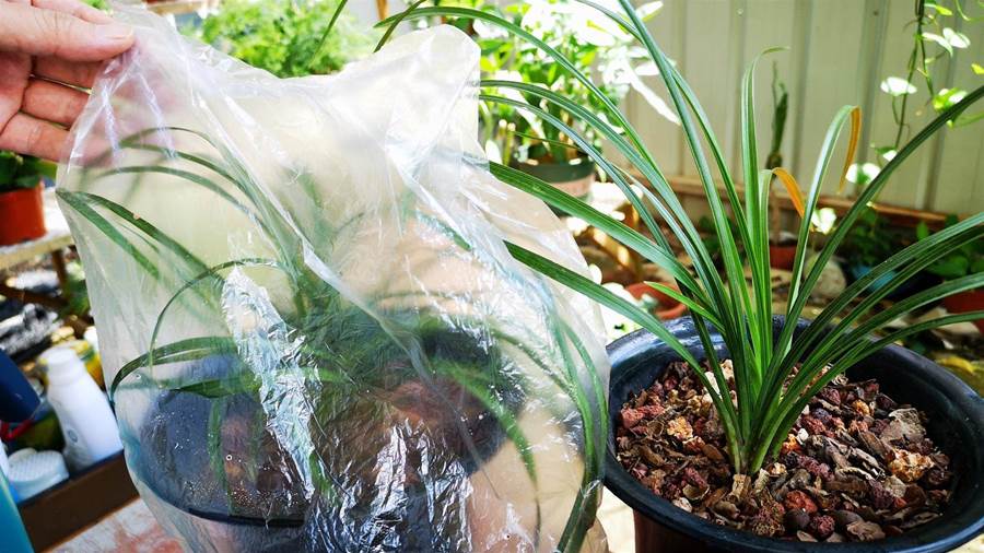 不管養什麼花，塑膠袋套在花盆上太厲害了，養啥花都爆盆，省錢實用