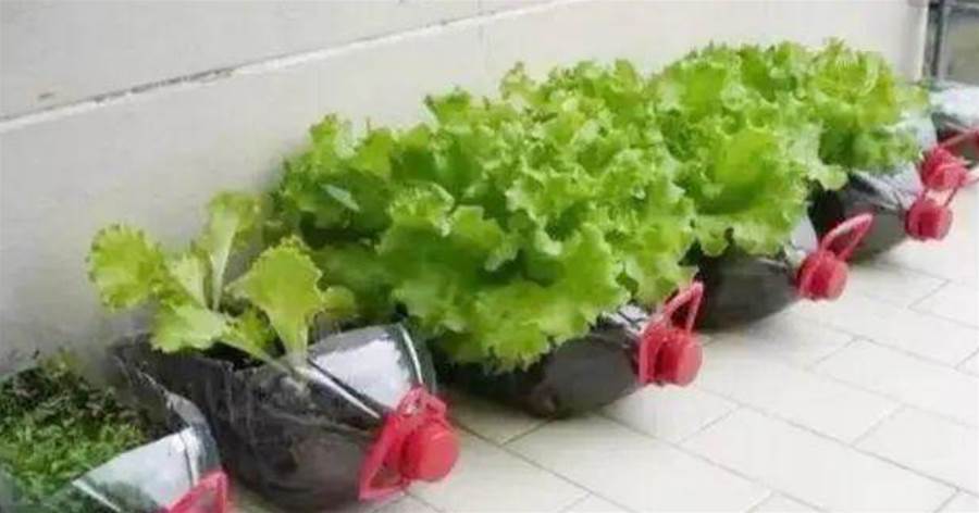 「廢油桶」剪幾下，用來種菜，不占地，收獲多，后悔都扔了
