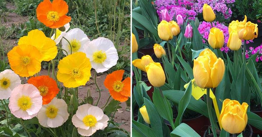 越漂亮的花越有毒，快來認識這8種「大毒花」，漲知識不吃虧