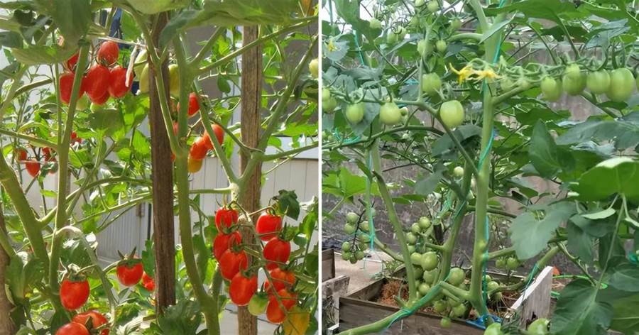 「2種蔬菜」在家就能種，長得快結果多吃不完，種植過程簡單有趣