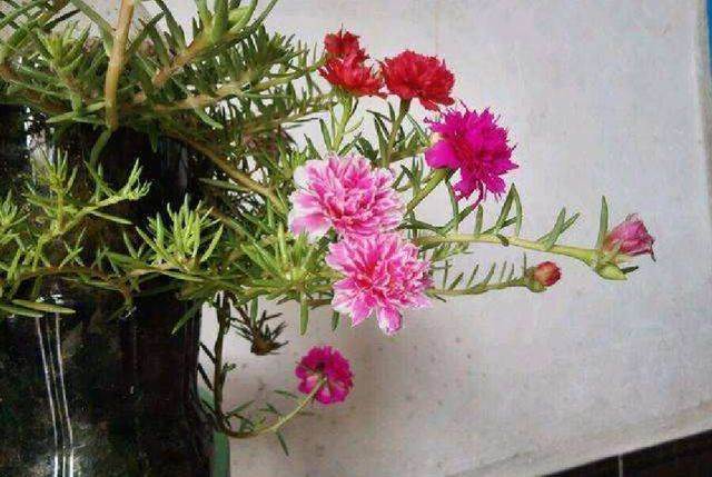 5種花，現在枝條「活性」高，扦插不黑腐生根快，下月就開花，別再花錢買了