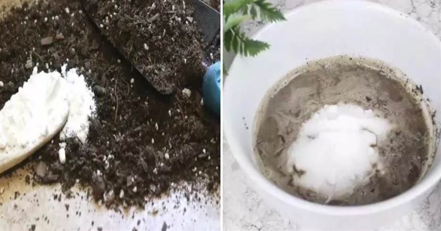 「小蘇打」拿來養花，一次解決5個難題，花開提早1個月，比施啥肥都強，養啥花都爆盆