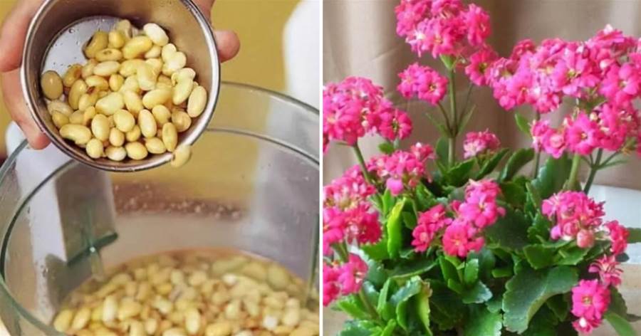 黃豆渣別扔掉，教你「三個小方法」漚制下，用來養花，效果一級棒