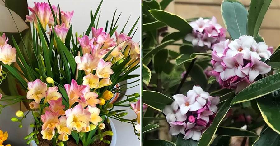 「最香的」10種花，一開花就滿盆，能香幾十年，越養越值錢