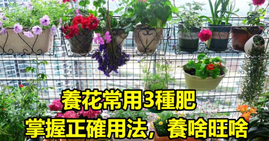 養花常用這3種肥，掌握住正確用法，養啥旺啥，枝葉茂開花勤