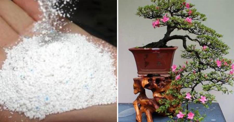 老花匠竟然用洗衣粉養花？！殺蟲、催花效果太好了，早知道早受益