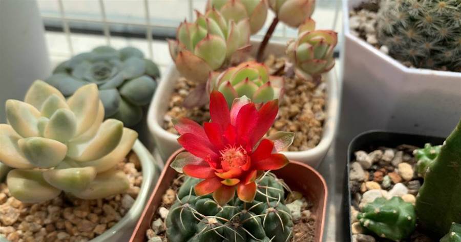 3種「強悍花」，不怕熱不怕旱，簡單好養茁壯生長，準時開花