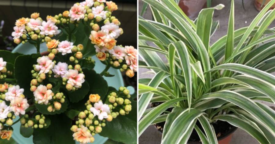 6種花是「天然制氧機」，臥室養一盆，空氣清新能助眠，家人身體越來越好