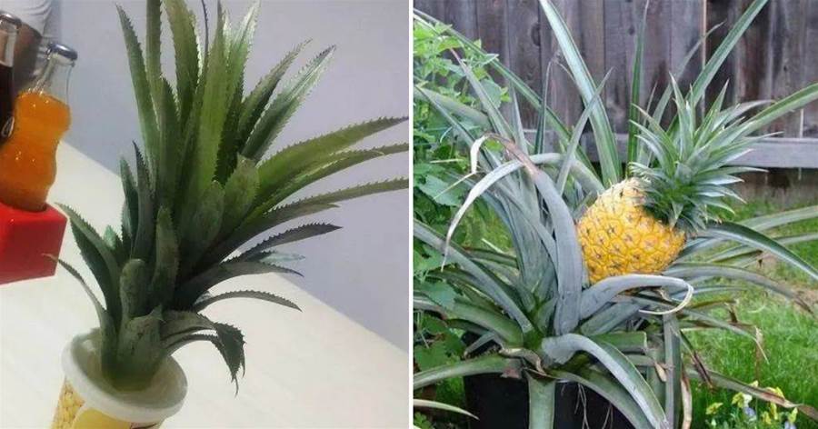 吃剩的「菠蘿頭」可別丟，埋進花盆里，比吊蘭還漂亮！