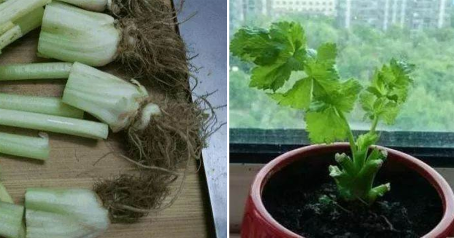 4種菜根不要扔，丟進花盆澆點水，半月又能長出一盆新蔬菜