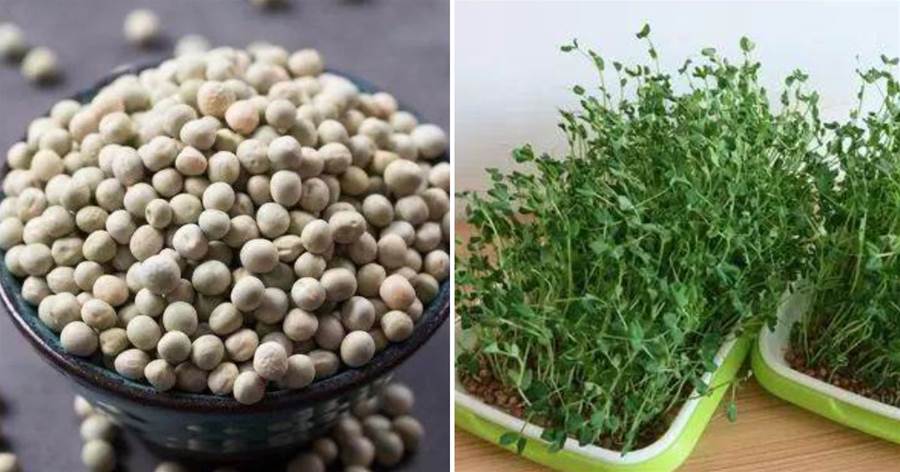 一個花盆，一把豌豆，6天長出豌豆芽，全家人都夠吃