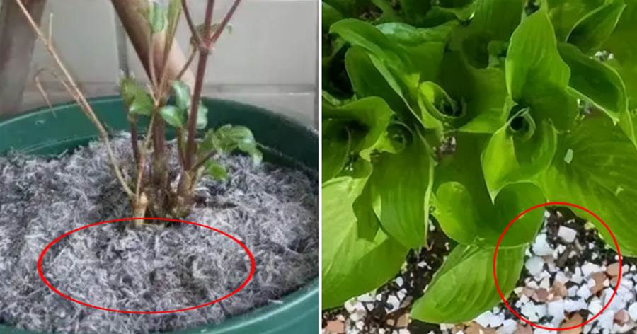 夏天養花只需「6種粉」，殺蟲滅菌，不黃葉不爛根，比花肥還管用
