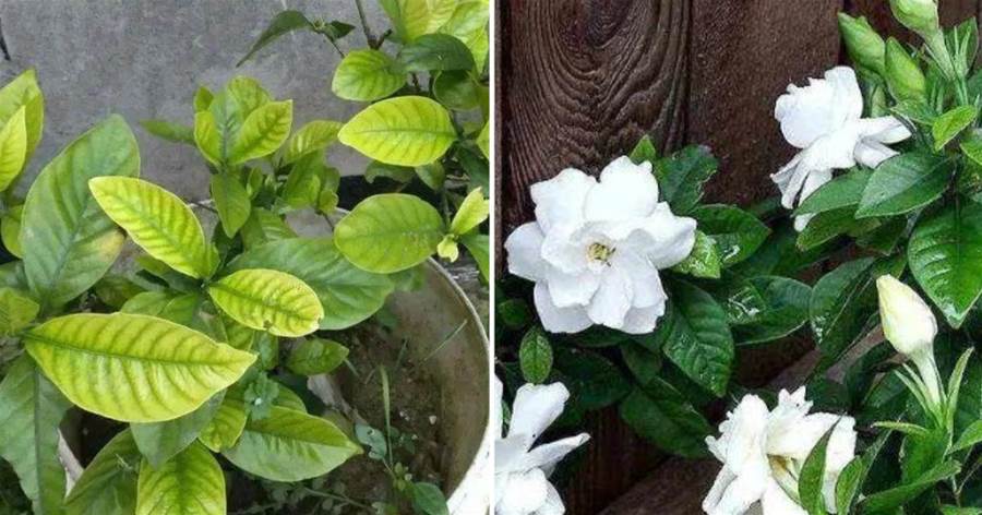 梔子花總黃葉，虐一虐再加「一料」，葉子油綠不發黃，花多壓彎枝