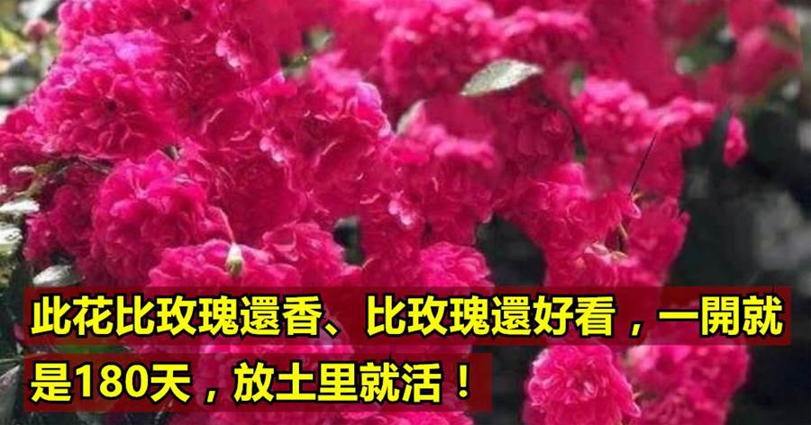 此花比玫瑰還香、比玫瑰還好看，一開就是180天，放土里就活！