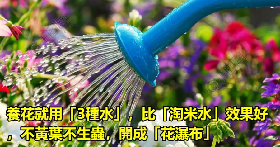 養花就用「3種水」，比「淘米水」效果好，不黃葉不生蟲，開成「花瀑布」