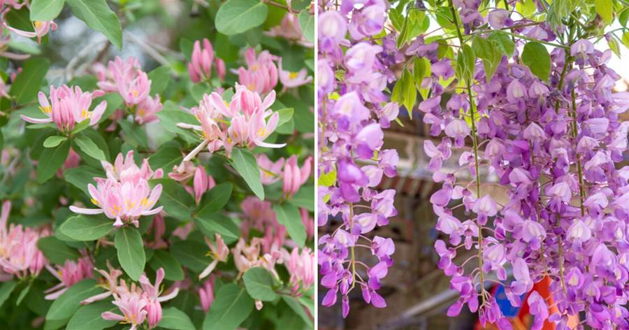 9種「爬藤花」，開成「花瀑布」，種上一株，一年爬滿墻，夏天可遮涼