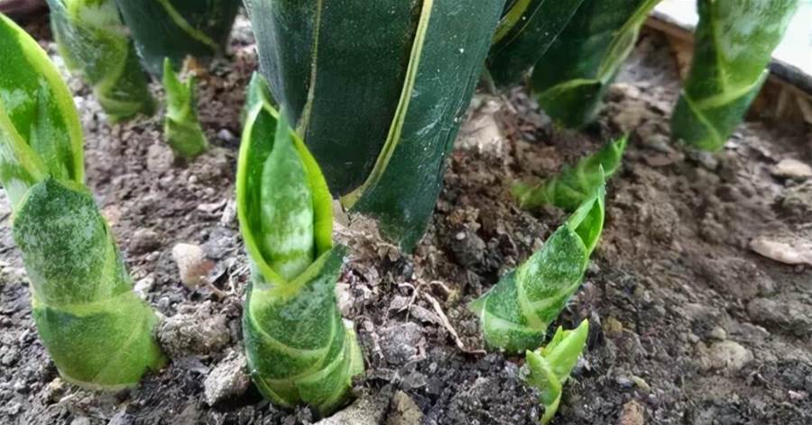 「虎皮蘭」不長芽，3種「刺激液體」澆一澆，3周長一堆小尖芽