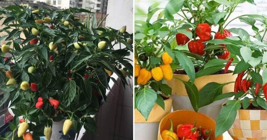 陽台種辣椒，一棵掛果200多，辣味足，顏色美，3棵就能吃一年