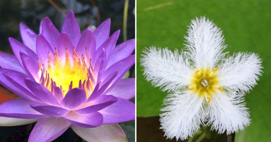 家養5種「水生花」，扔在水里就能活，不必憂慮水多爛根，漂亮又好養