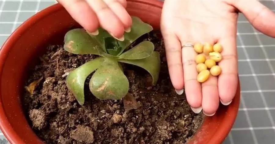 現在才知道，花盆埋幾個黃豆，比緩釋肥效果還好，枝繁葉茂開花多